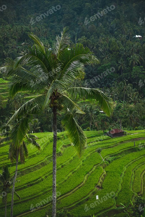 Preview: Beautiful view of rice terraces with a palm trees