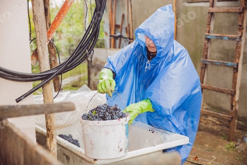 Preview: Portrait of an elderly woman in a blue raincoat with a bucket of blue grapes.