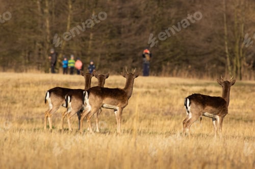 Preview: Fallow deer looking to the people in background in spring