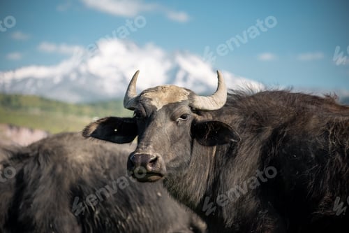Preview: Portrait of a neat in green grass by a snowy mountain