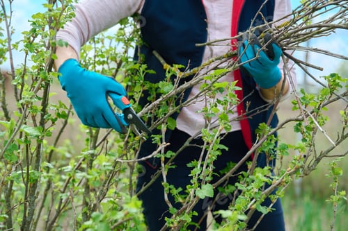 Preview: Close-up of gardener's hands in gloves doing spring pruning of black currant bush