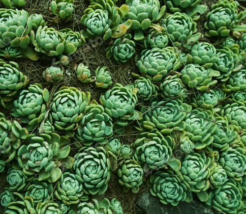 Preview: Green plants