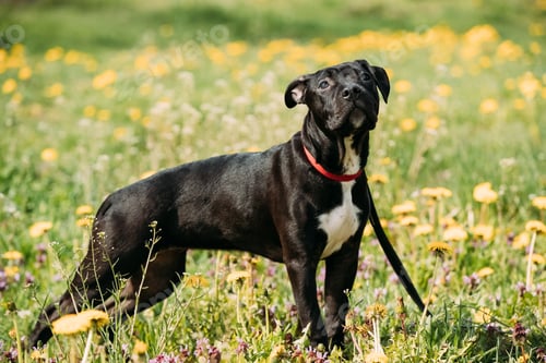 Preview: American Staffordshire Terrier Puppy Dog Standing Outdoor In Gre