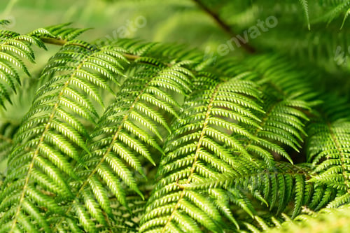 Preview: Green fern leaves in a sunlight. Nature background