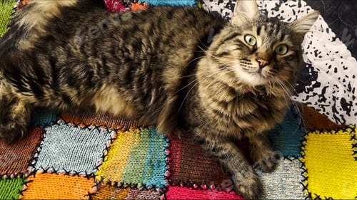 Preview: Sweet Mammal Animal Pet Cat
