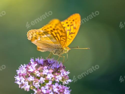 Preview: Silver washed fritillary
