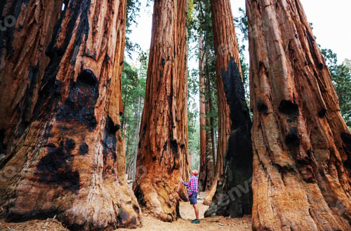 Preview: Sequoia