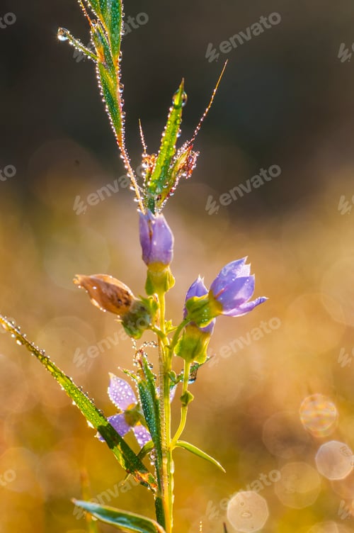 Preview: Fresh green grass with dew drops closeup. Nature Background