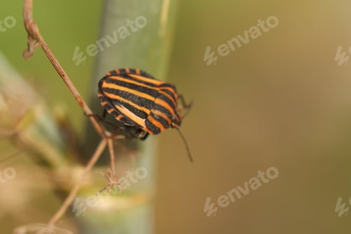 Preview: macro, insect, green, black, beetle, nature, close-up, plant, bug, wildlife, striped, garden, summer
