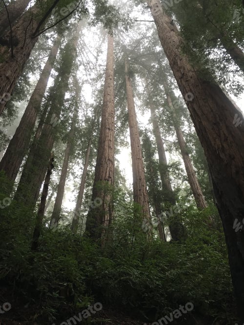 Preview: Forest