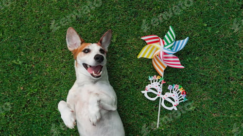 Preview: Cute dog jack russell laying on the grass with party eyeglasses and rainbow pinwheel.