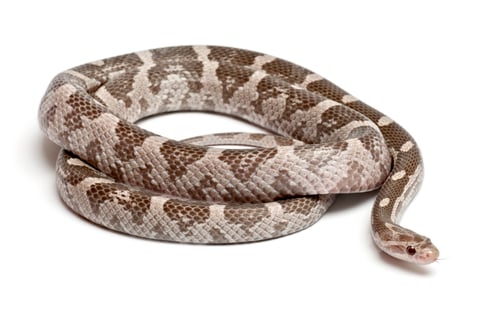 Preview: Lavender Corn Snake or Red Rat Snake, Pantherophis guttatus, in front of white background