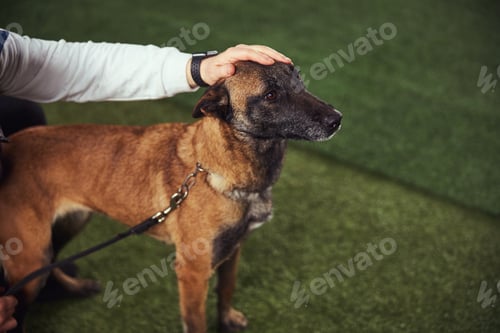 Preview: Obedient dog standing still during the training session