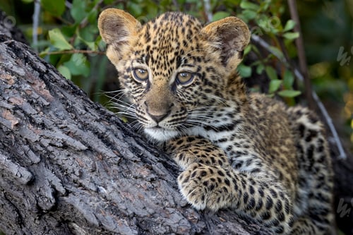 Preview: Leopard, Panthera pardus, cub, close-up of face.