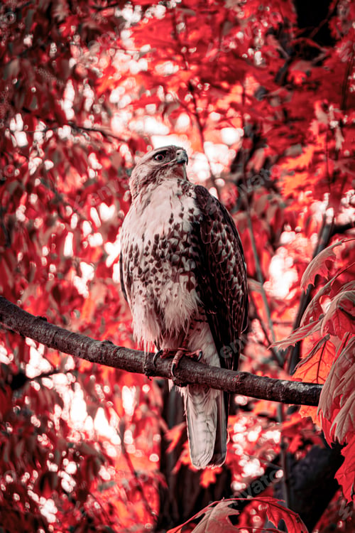 Preview: Red-tailed hawk perched on a tree branch in a forest in red hues