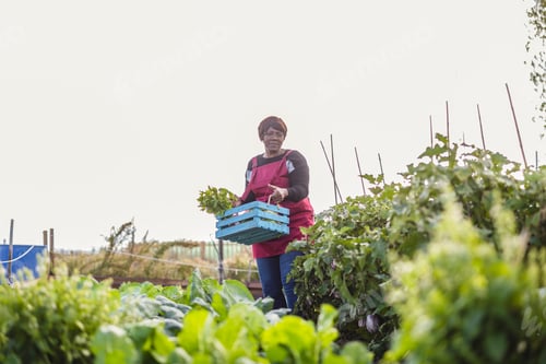 Preview: Female farmer carrying crate of freshly harvested vegetables in allotment garden