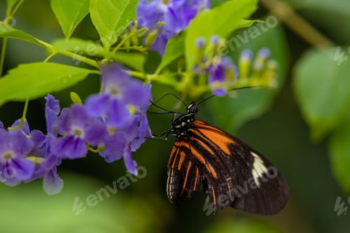 Preview: Closeup of a tithorea butterfly on leaves in a field with a blurry background