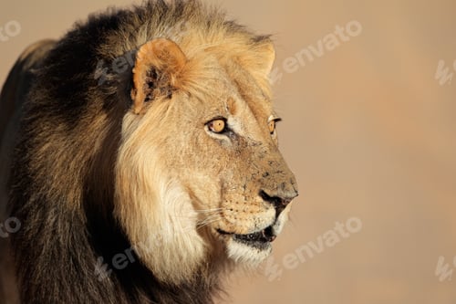 Preview: Portrait of a big male African lion (Panthera leo), South Africa