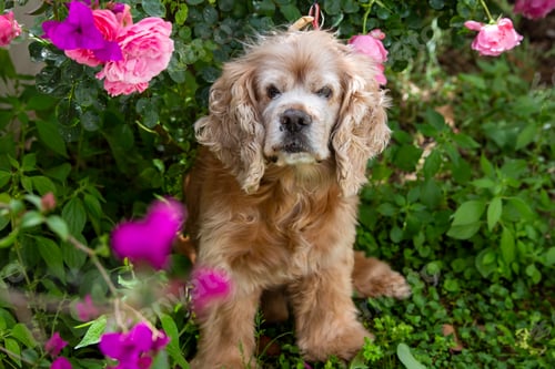 Preview: Pet animal; cute dog face portrait photo.