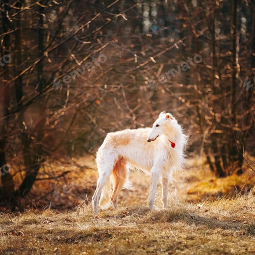 Preview: Dog Russian Borzoi Wolfhound Head , Outdoors Spring Autumn Time