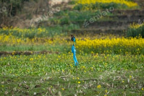 Preview: Mustard Field