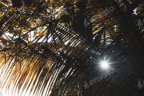 Preview: The texture of palm leaves