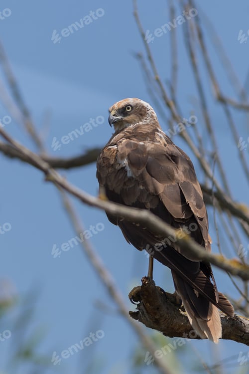 Preview: Common Buzzard (Buteo buteo)