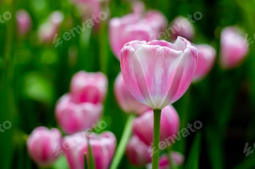 Preview: Pink poppy flowers in summer. Opium poppy field