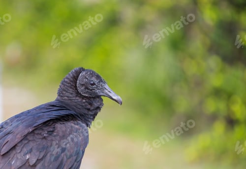 Vorschau: Weißkopfseeadler