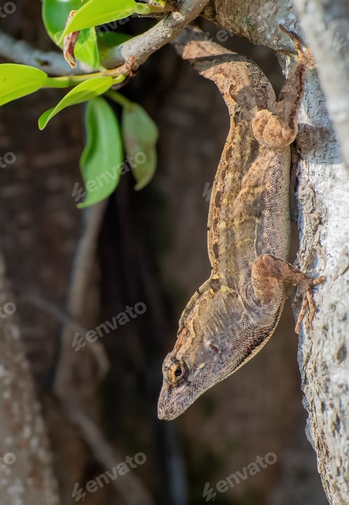 Preview: Closeup of a brown anole lizard crawling on a tree bark