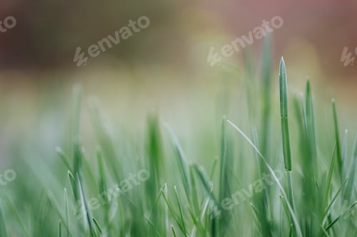 Preview: close up of blades of green grass good for wallpapers or background room for copy or print