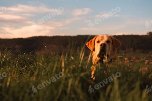 Preview: Dog between field and blue sky