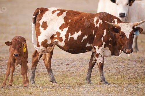 Preview: Grazing the veld. A female African cow with her calf standing nearby.