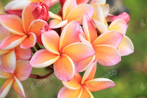 Preview: Plumeria flowers