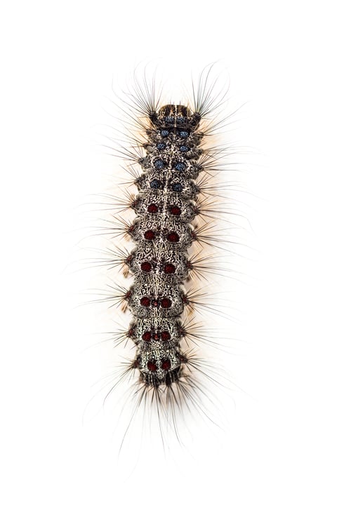 Preview: Overhead view of the Caterpillar of a Lymantria dispar, the gypsy moth against a white background