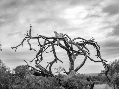 Preview: A leopard, Panthera pardus, lies down on a dead tree and yawns, in black and white