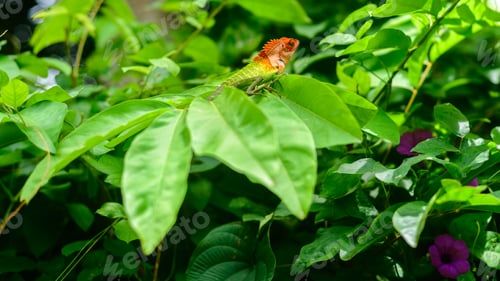 Preview: A green garden lizard resting on top of leaves, a Colorful lizard creature in the garden.