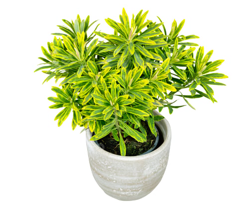 Preview: Isolated potted green Euphorbia plant