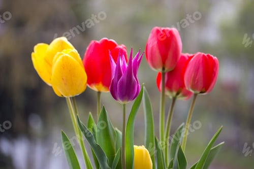 Preview: Yellow, red and purple tulips in the garden in spring time