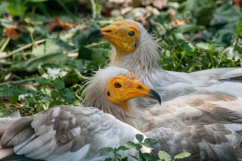 Preview: Common vulture (Neophron percnopterus)