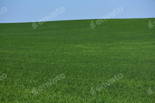 Preview: Wheat field