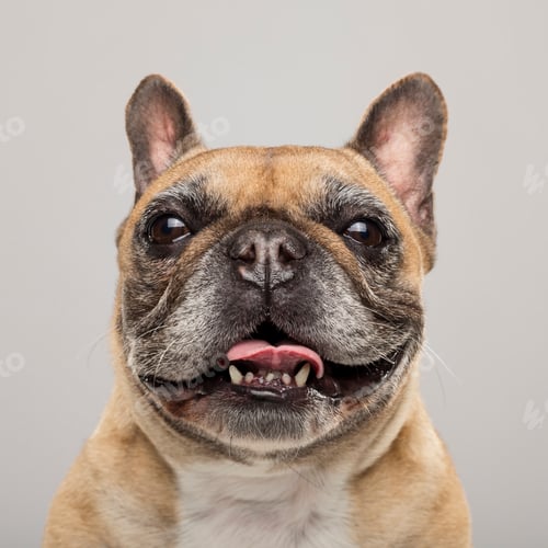 Preview: Studio portrait of an expressive French Bulldog dog