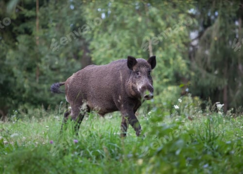 Preview: Wild boar