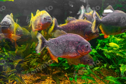 Preview: Piranha, Pygocentrus Nattereri Swimming In Aquarium Pool With Green Seaweed.