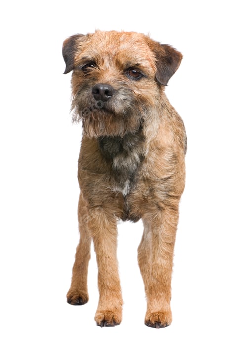 Preview: Border terrier