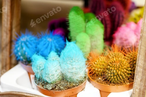 Preview: colored cacti or cactus plant in pots in a flower shop or home decor