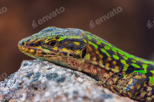 Preview: Italian wall lizard or ruin lizard - Podarcis siculus