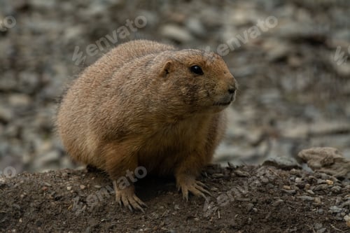 Preview: Adorable Mexican prairie dog in a natural outdoor setting, looking alert and curious