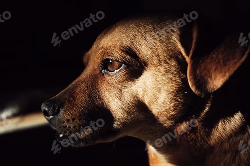 Preview: Dog profile