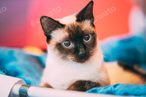 Preview: Close Up Portrait Of Mekong Bobtail Cat Kitten. Funny Close Up Mekong Bobtail Cat